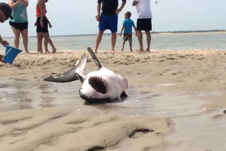 Shark rescue on beach