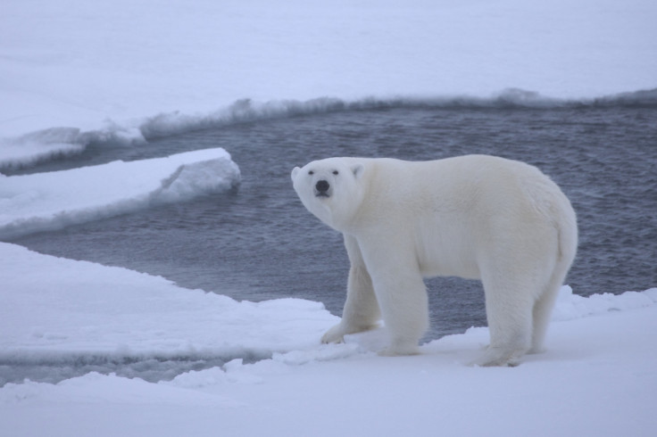 polar bears extinction threat