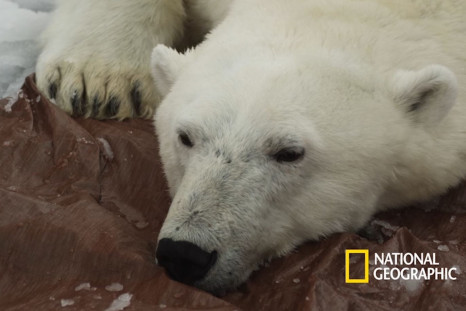 Polar bear research National Geographic