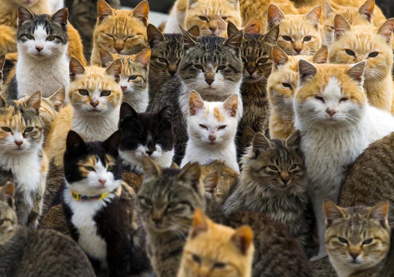 Australia to cull 2 million feral cats by 2020 to save ...