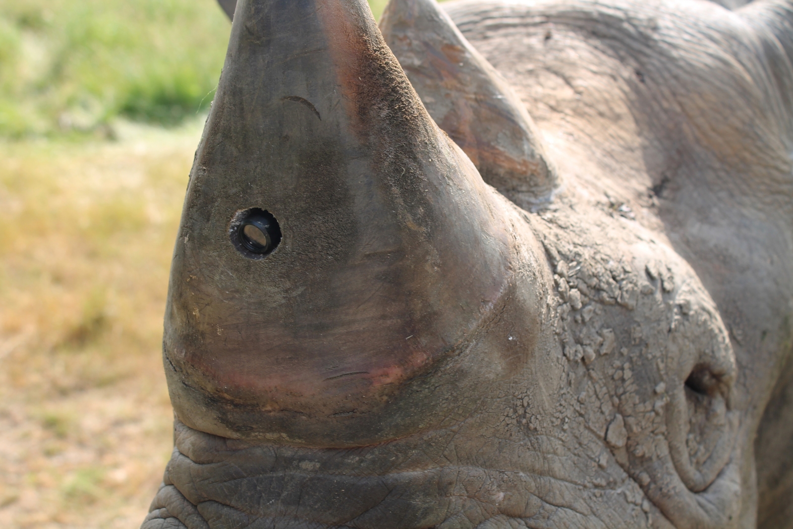 Anti-poaching Device Combines GPS, Heart Rate And Video To Stop Rhino ...