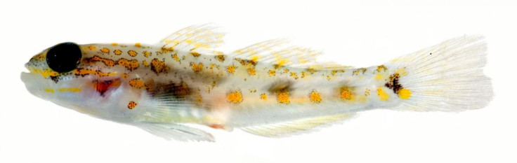 goby fish