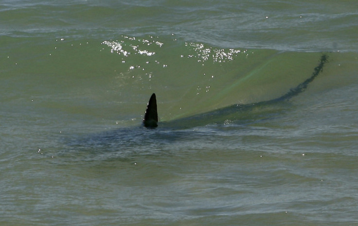 Shark Tarragona