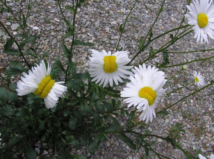 Fukushima mutant flowers and deformed daisies