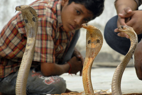 Cobra snake india