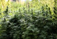 Marijuana cannabis legalisation
