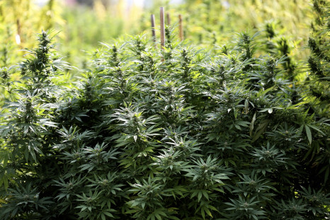 Marijuana cannabis legalisation