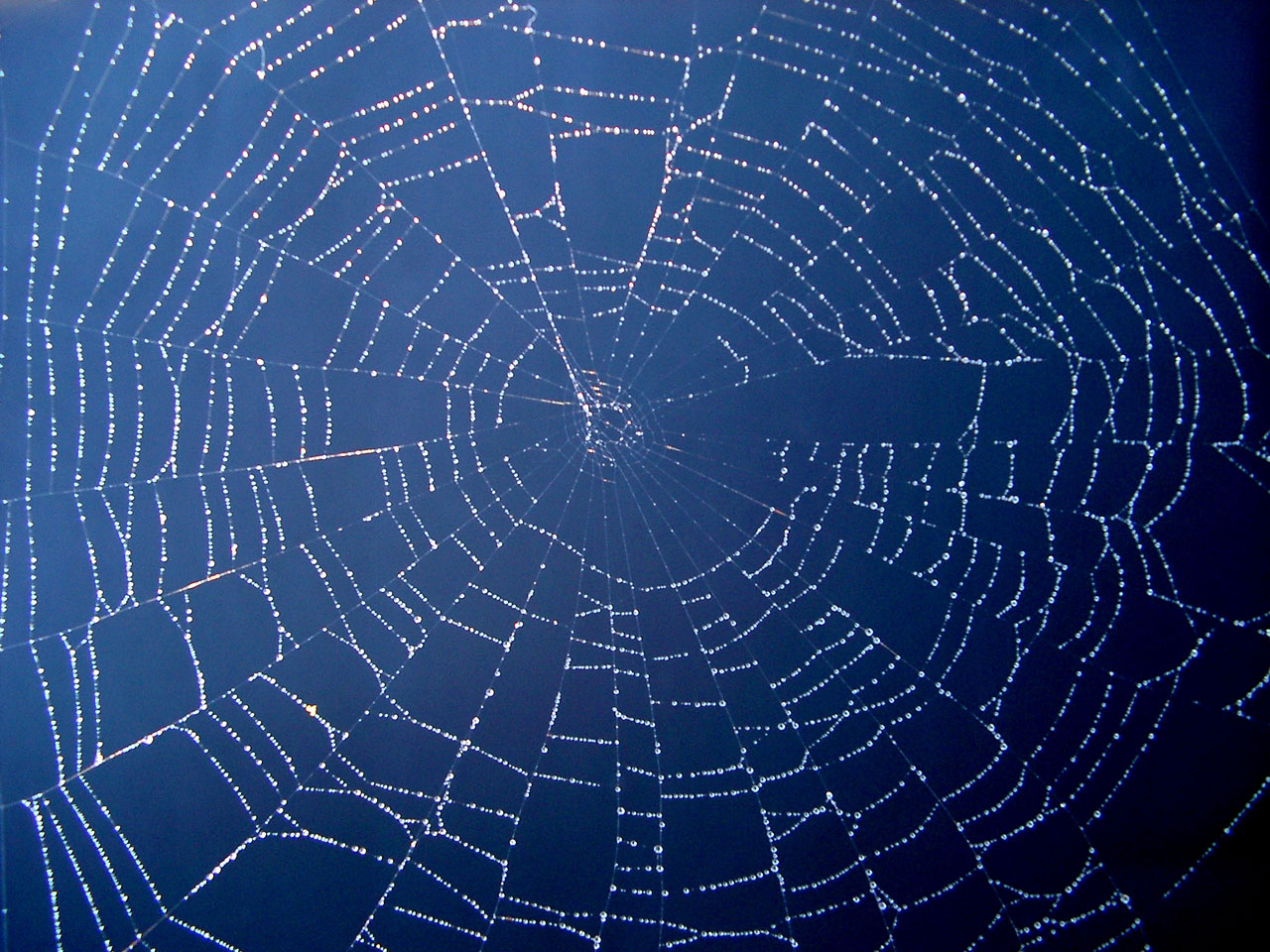 Deep Dark Web