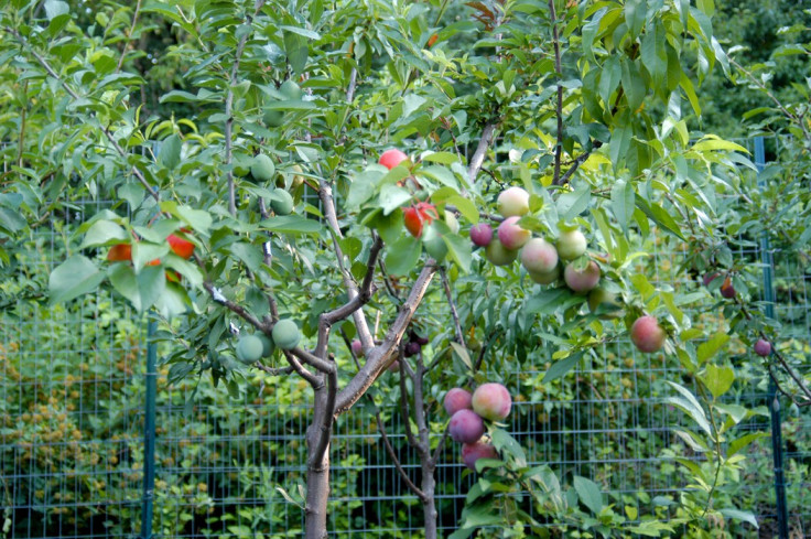 Tree of 40 Fruits