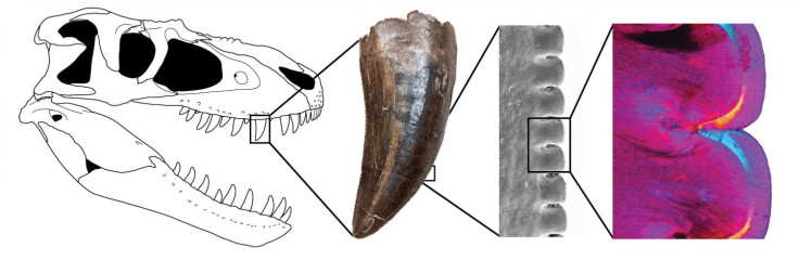 Gorgosaurus Tooth Section