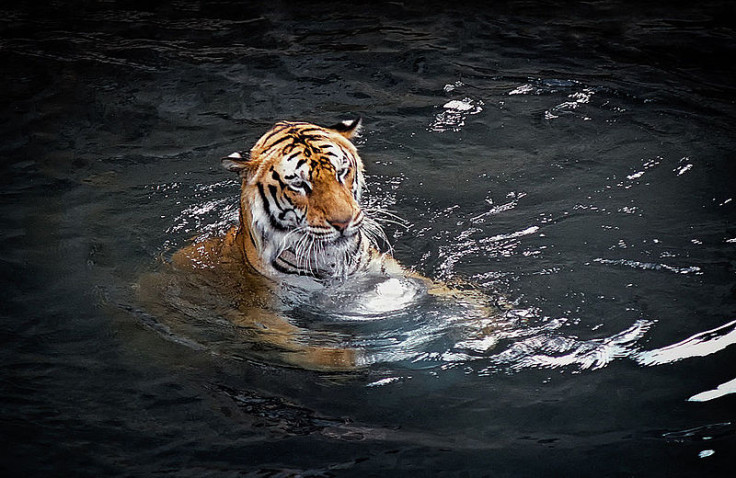 tiger in water