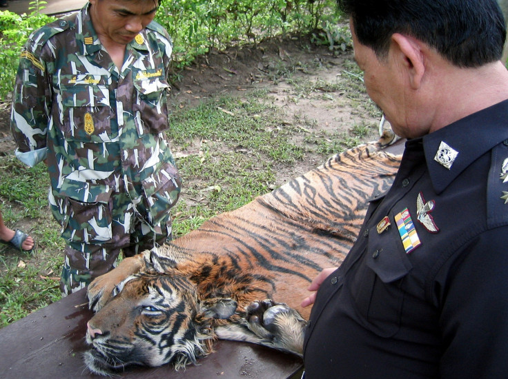 tiger poaching