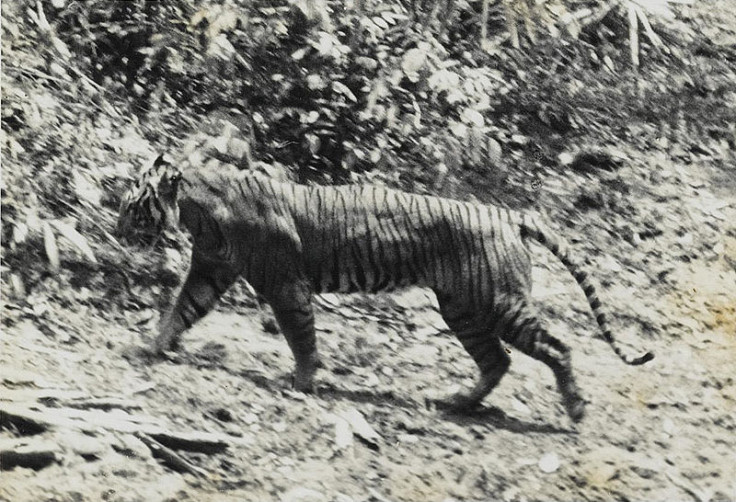 javan tiger