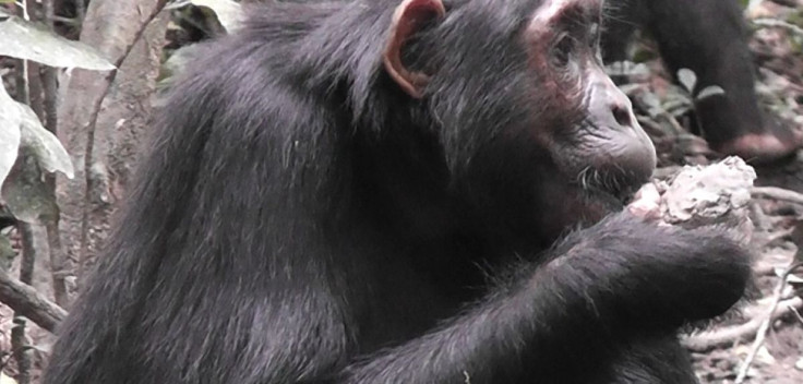 chimp eating clay