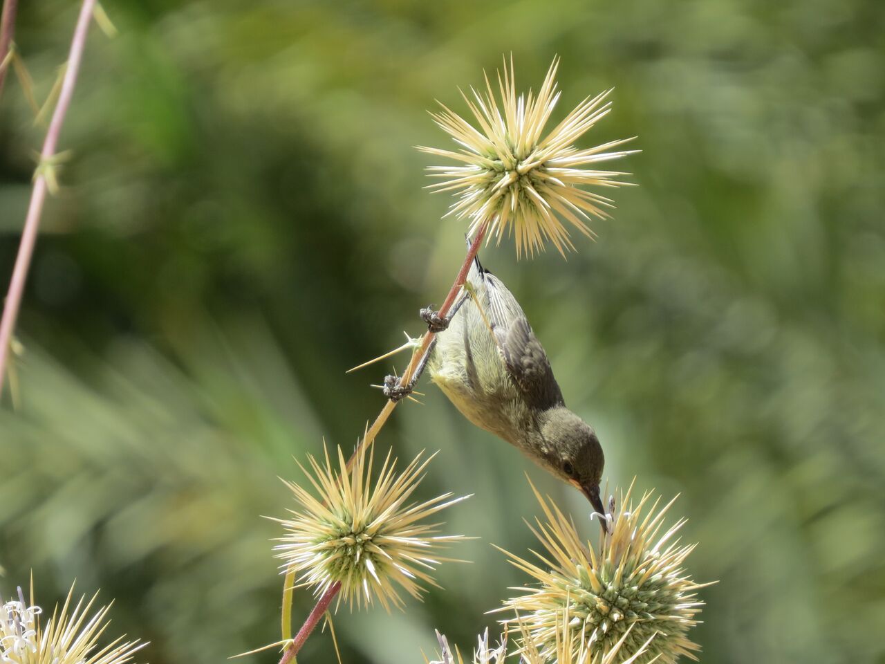 Palestinian sunbird feeding in Saudi Palestinian sunbird feeding in Saudi
