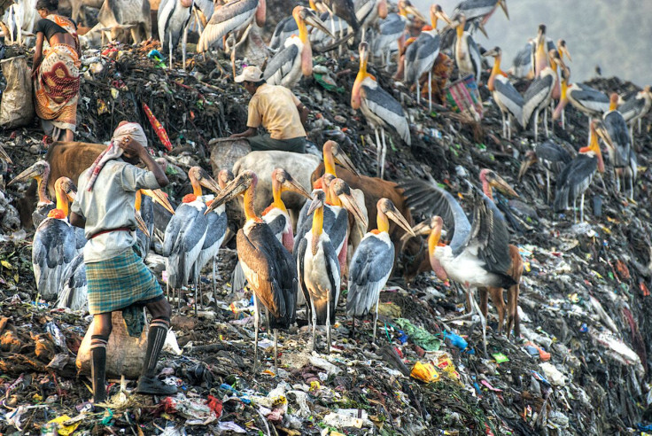 Greater Adjutant Stork in Guwahati