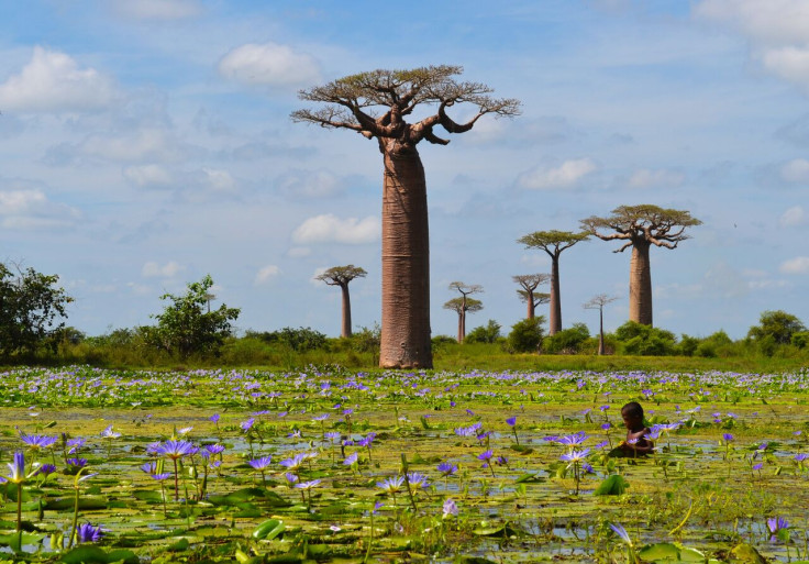 Highly commended -Waterlilies in Madagascar