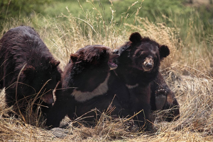 playful bears