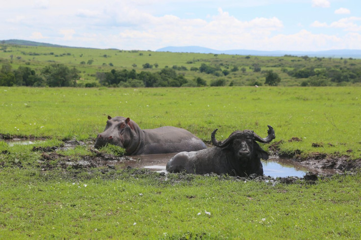 hippo and buffalo