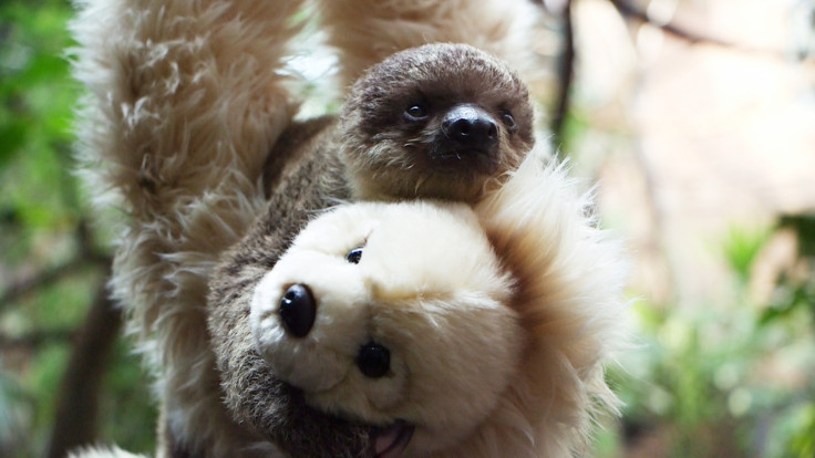 tiny baby sloth
