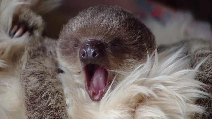 cute baby sloth