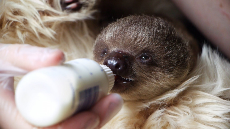 baby sloth london zoo