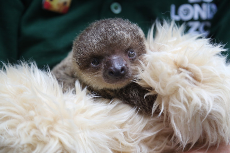 baby sloth