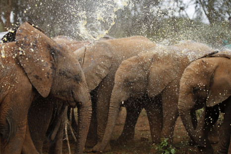 Kenya elephant poaching