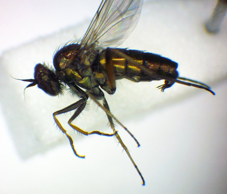 The Raphium pectinatum fly