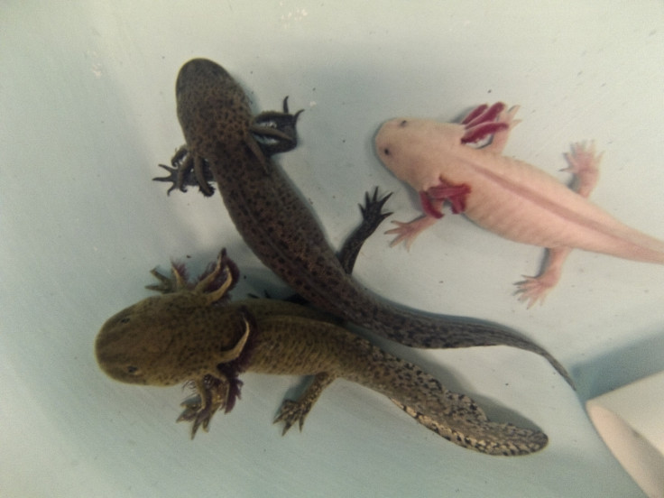 axolotl