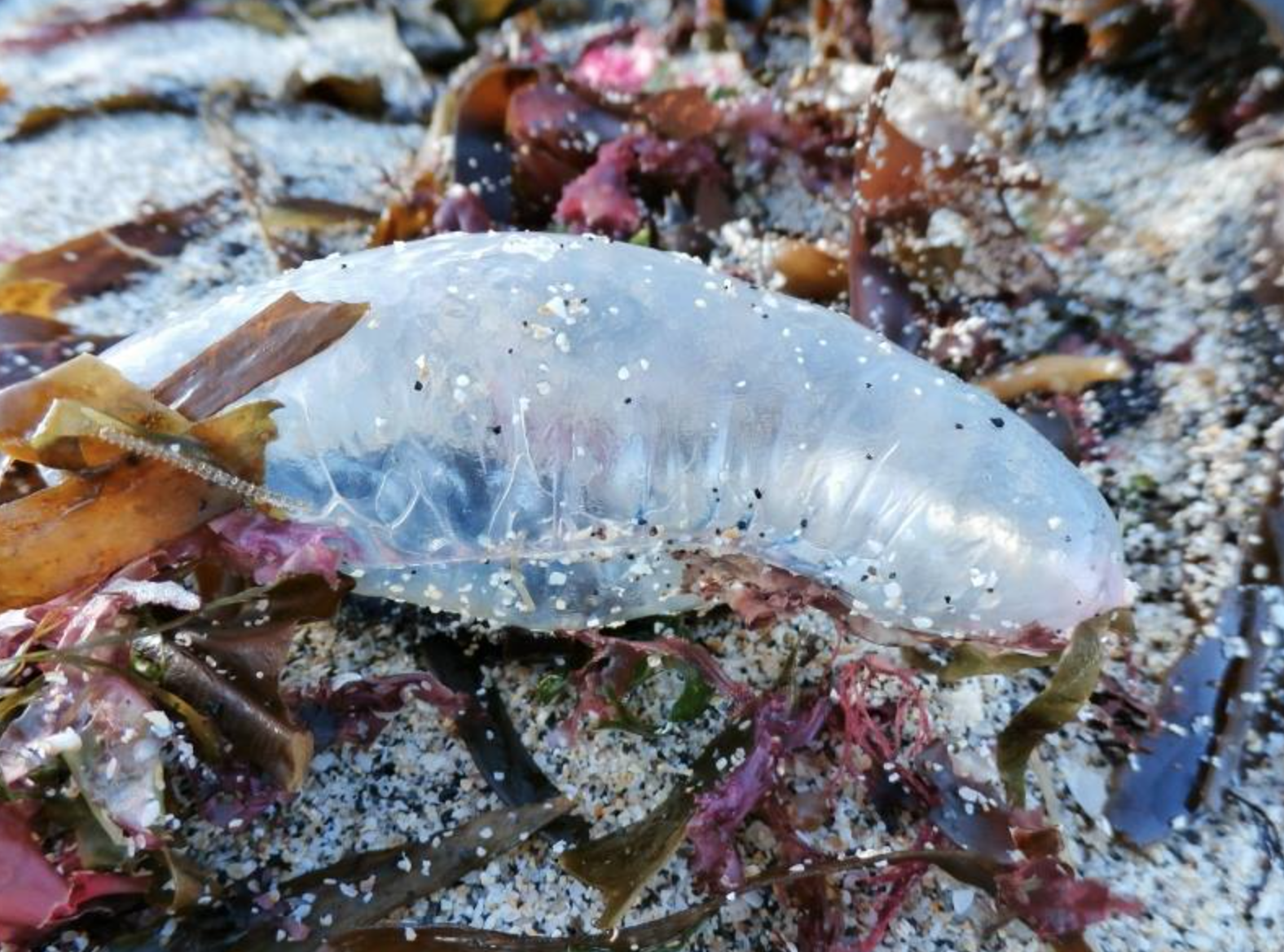 Dangerous Portuguese Man o war Washes Up On UK Shore