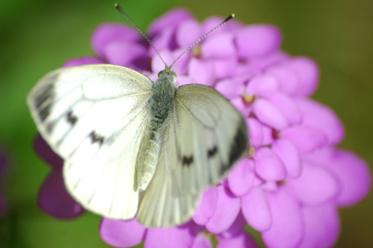CABBAGE BUTTERFLY