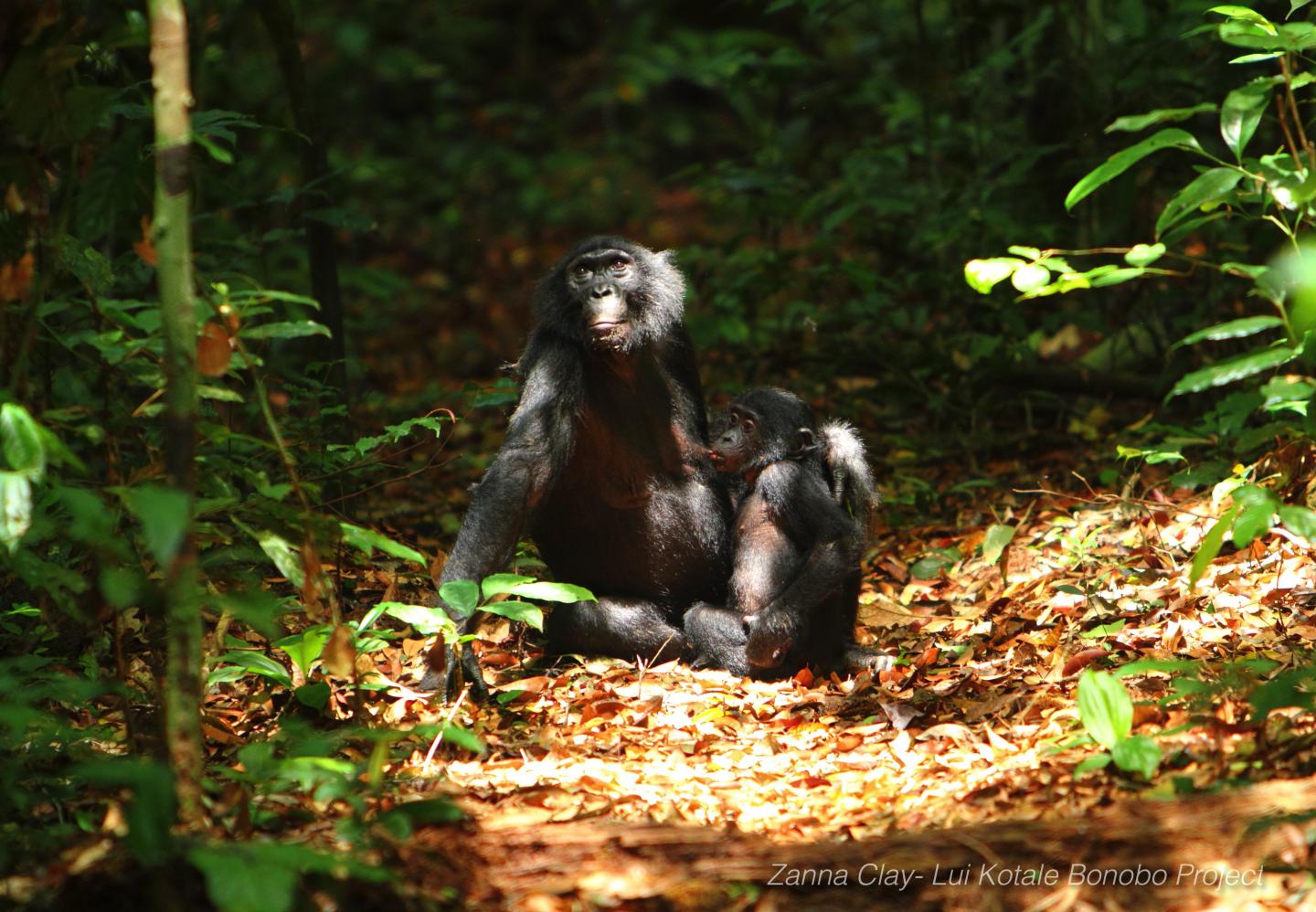 Bonobos communicate like babies through contextualised 'peeps