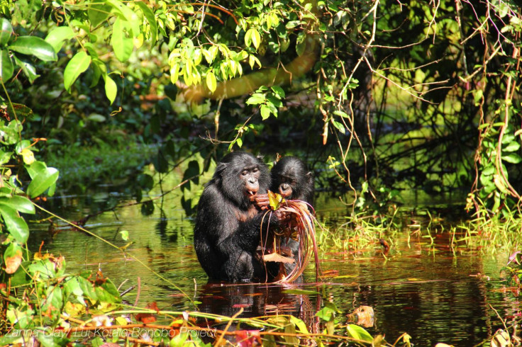 bonobos feeding