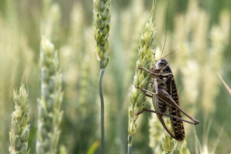Locust swarms plague southern Russia