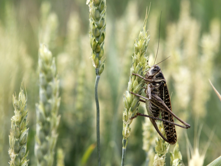 Locust swarms plague southern Russia