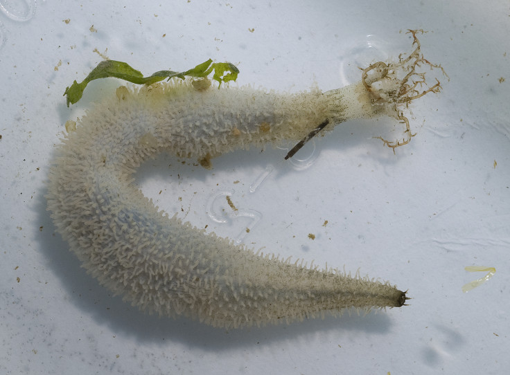 white sea cucumber