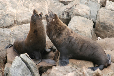 long-nosed fur seal