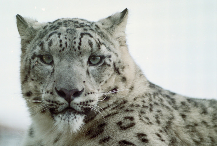 Snow leopard