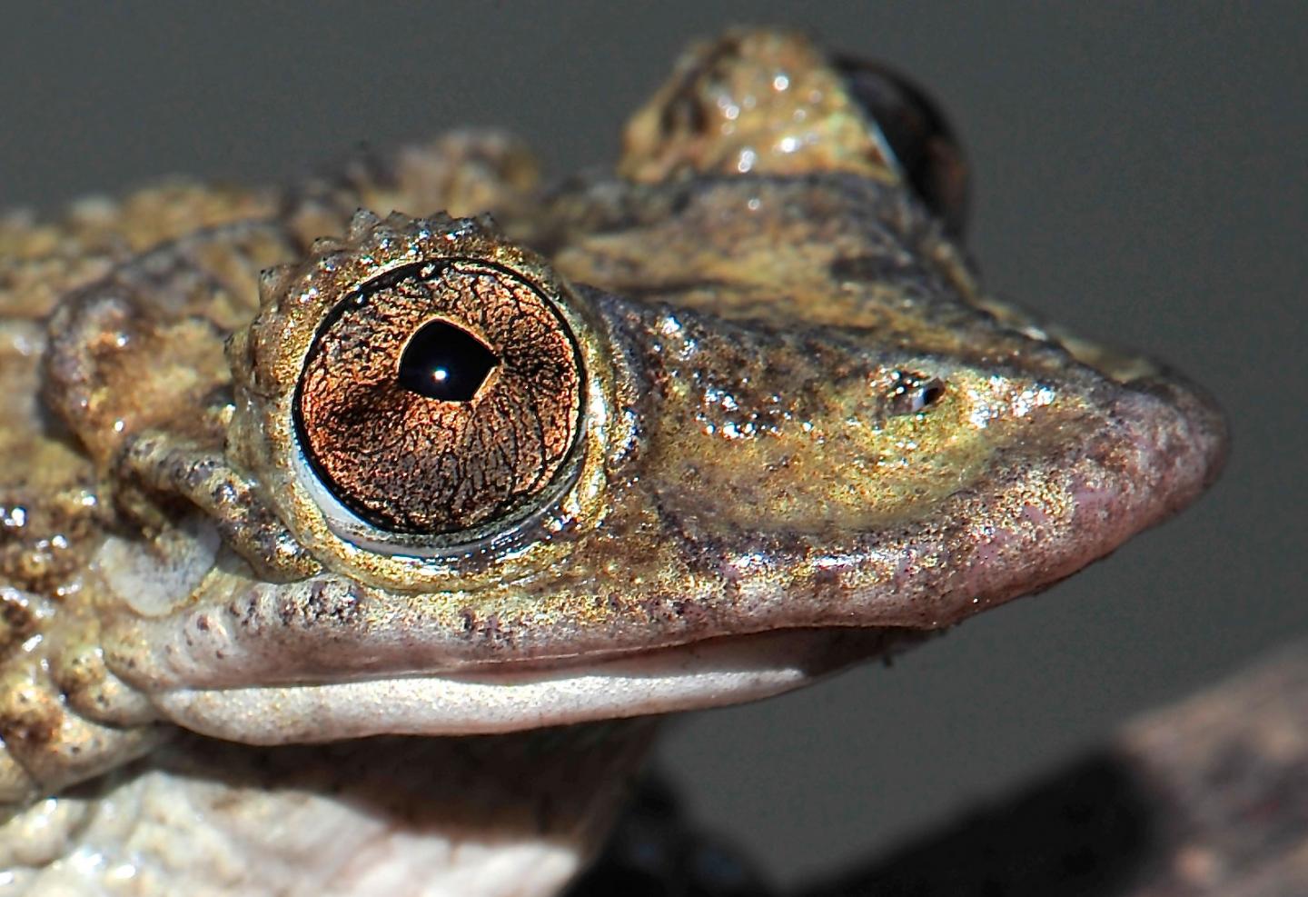 Deadly Brazilian frog that can kill 80 men with one gram of venom ...