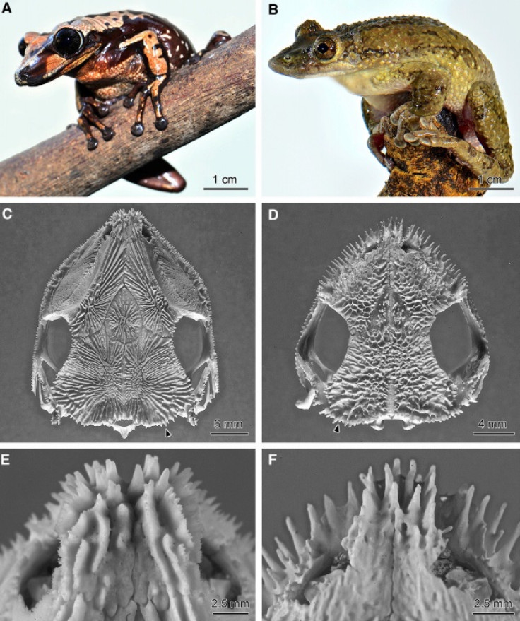 poison frog species head