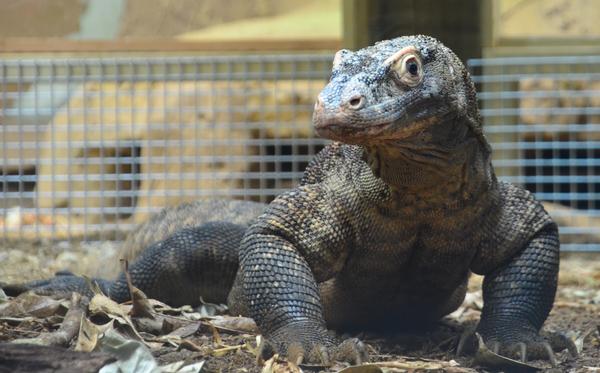 Komodo dragon