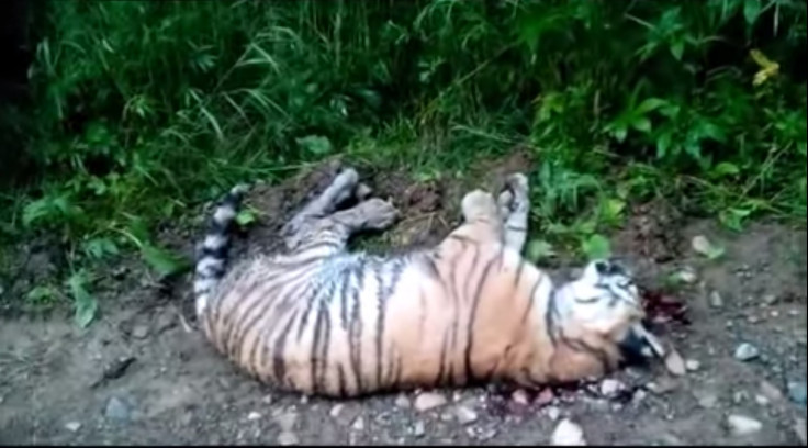 dead siberian tiger cub