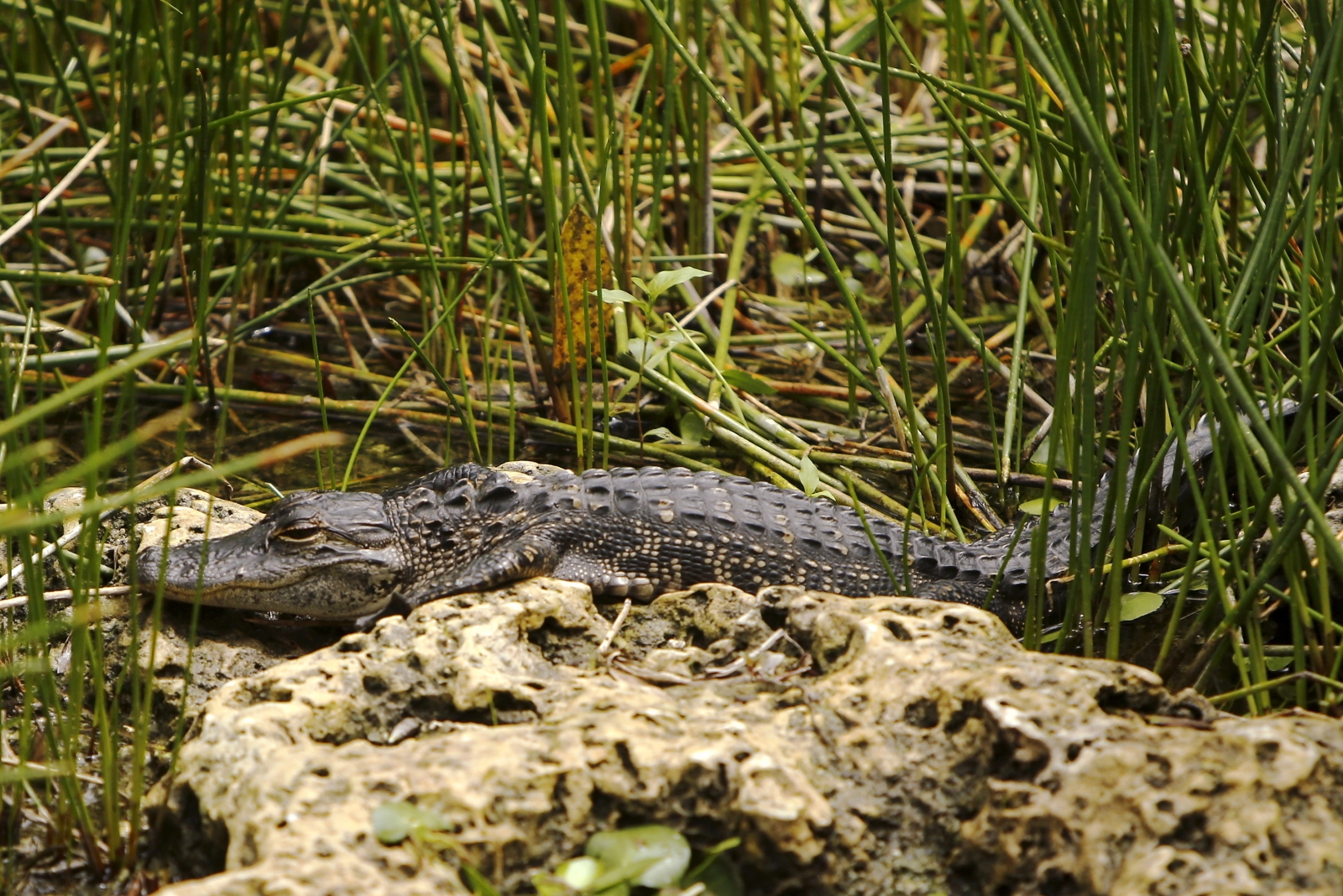 Florida: Alligator euthanized after biting arm off swimmer Rachael ...