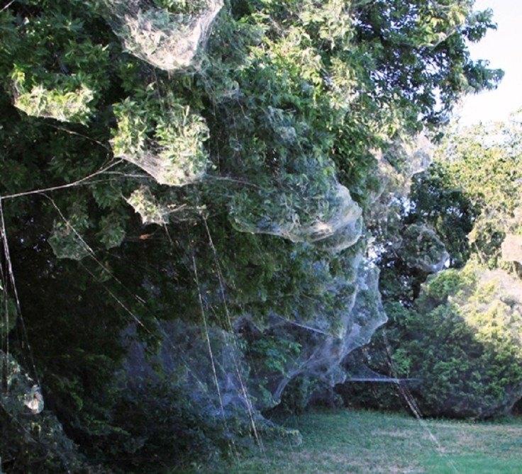 spider web takes over town