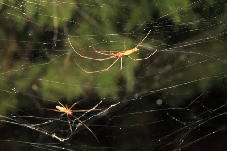 Giant spider webs