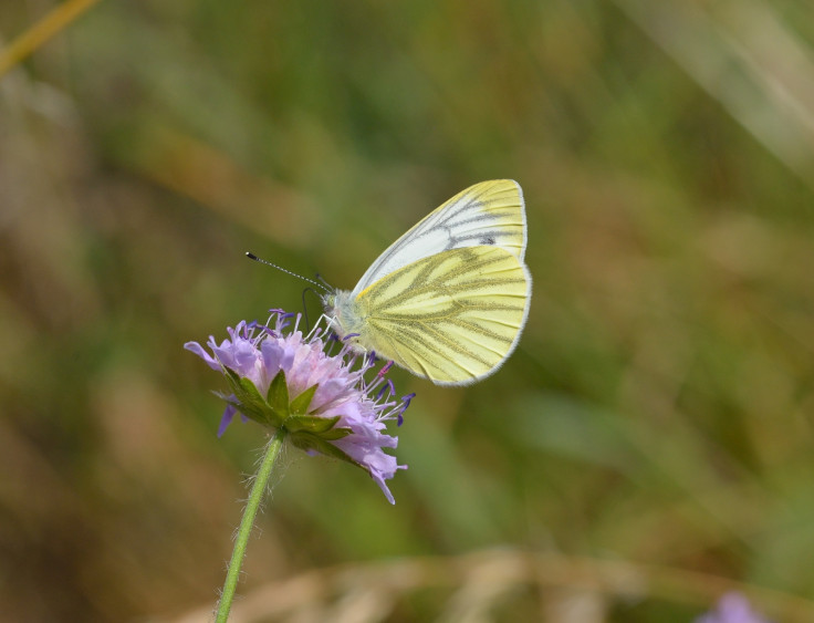 Green veined white butterfly