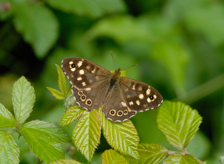 Speckled wood butterfly