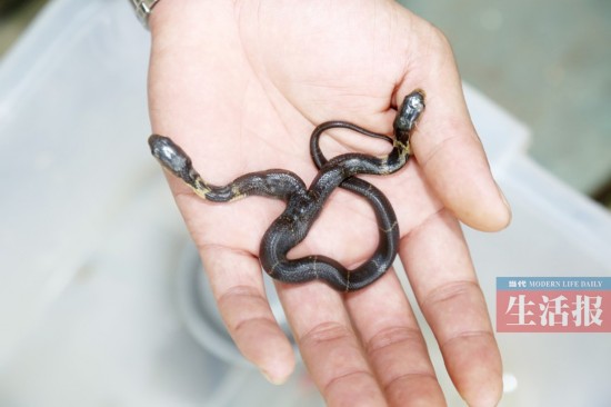 china: rare two-headed cobra discovered by snake breeder