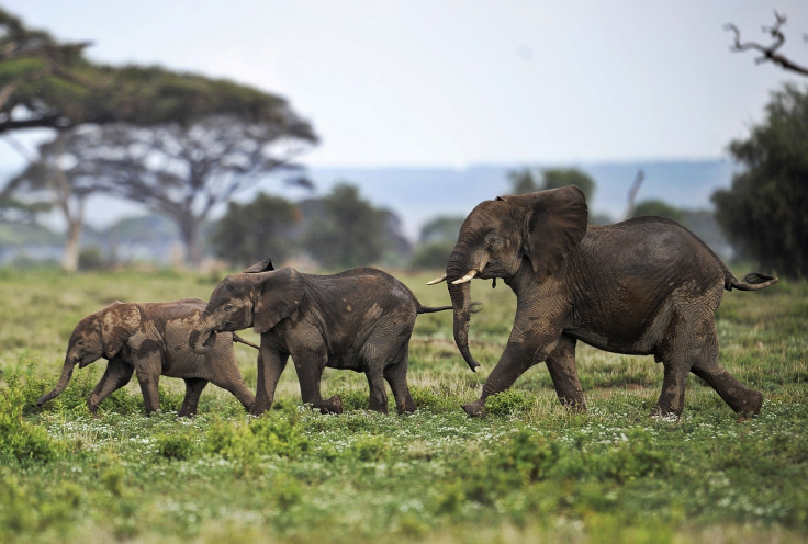 Elephants